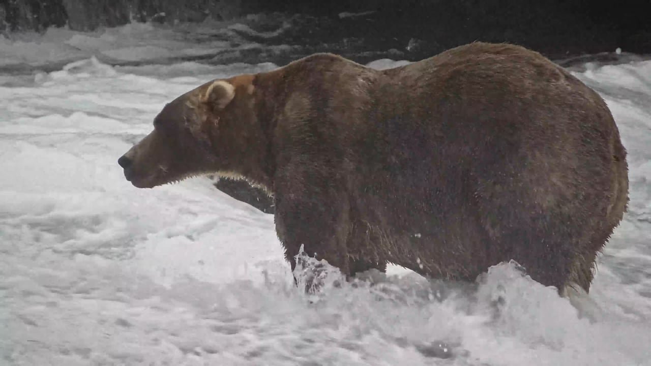 A large brown bear stands in a river